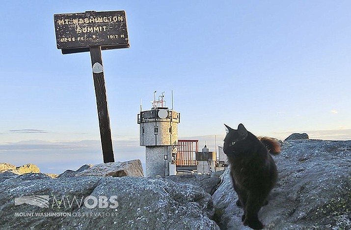 In this June 28, 2020 image provided by Mount Washington Observatory, Marty the cat walks on a boulder outside the Mount Washington Observatory in North Conway, N.H. The black Maine coon cat, who has patrolled the Northeast's highest peak for a dozen years as its weather observatory's mascot, has died. The Mount Washington Observatory staff have had a cat at the summit since 1932. (Ryan Knapp/Mount Washington Observatory via AP)