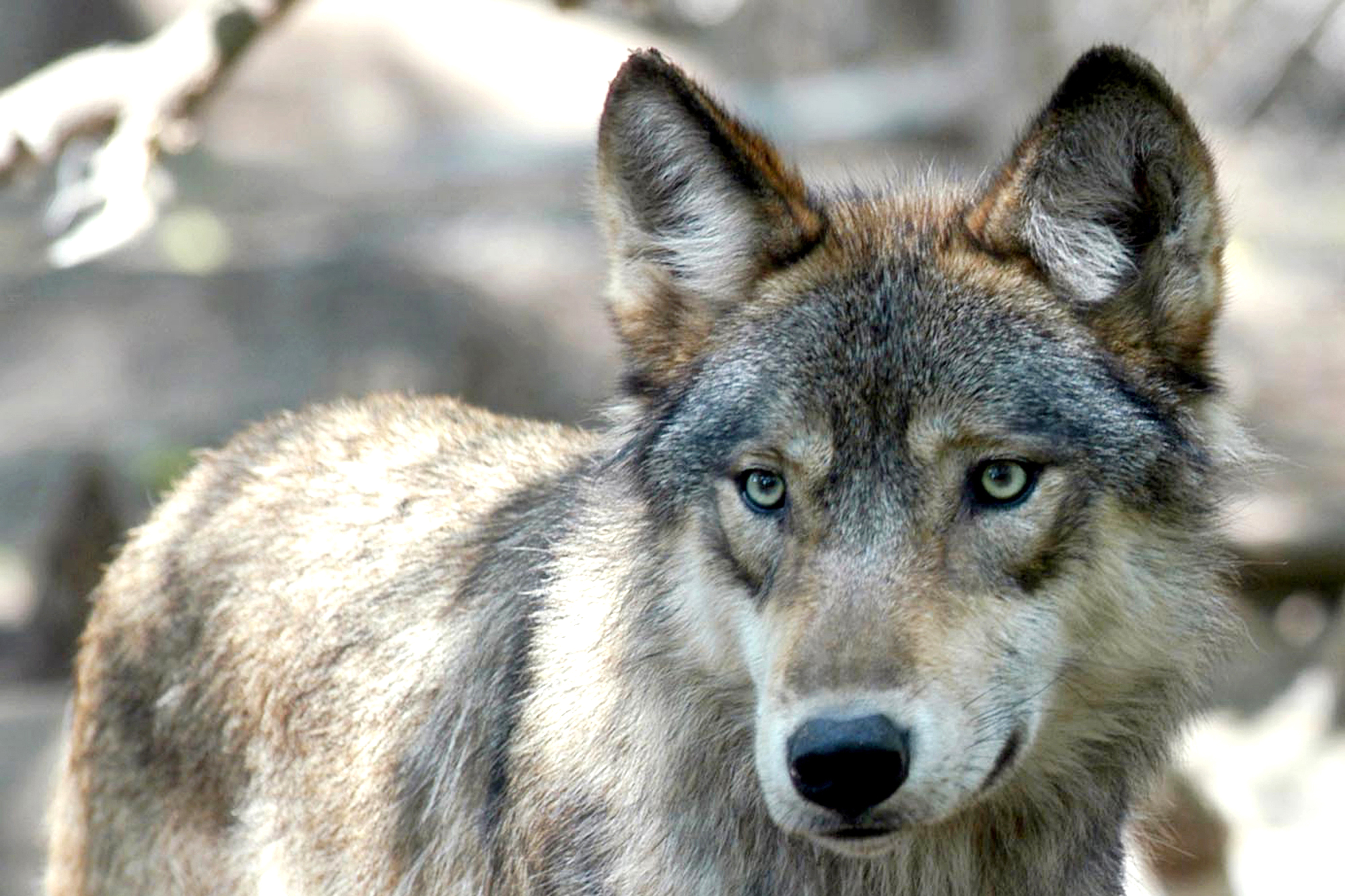 Волк точка ру. Волк canis Lupus. Сибирский волкособ. Canis Lupus cubanensis. Монгольский волк.