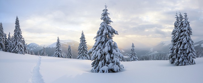 Christmas Tree Permits Az 2022 Kaibab Forest Christmas Tree Permits Available Now | Williams-Grand Canyon  News | Williams-Grand Canyon, Az