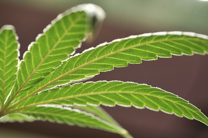 This May 20, 2019, file photo, shows a marijuana leaf on a plant at a cannabis grow in Gardena, Calif. The Prescott City Council approved an ordinance Tuesday, Nov. 17, 2020, to ban the smoking or consumption of marijuana in public places or open spaces within the city. (Richard Vogel/AP, file)