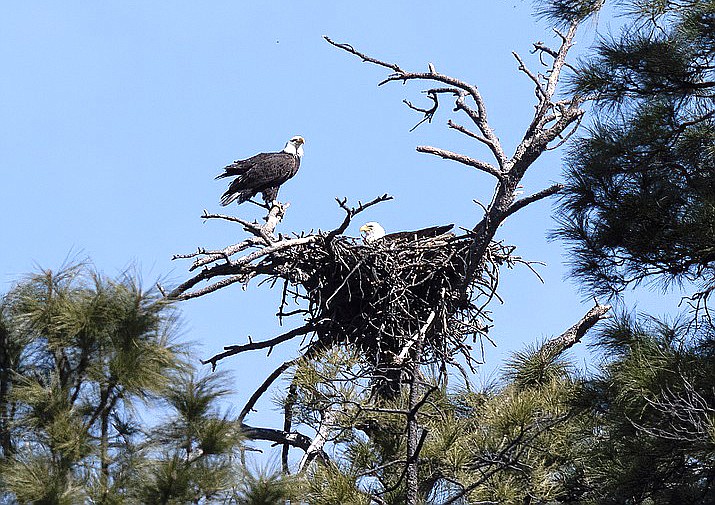 Prescott Forest restrictions to help nesting bald eagles | Williams ...