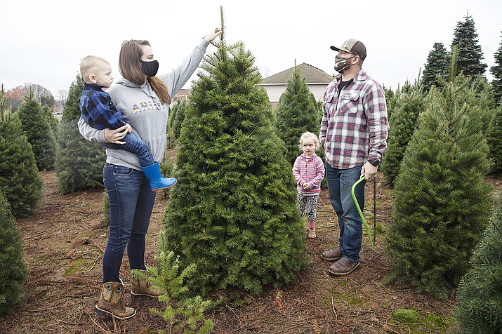 Many turn to real Christmas trees as bright spot amid virus | The Daily Courier | Prescott, AZ