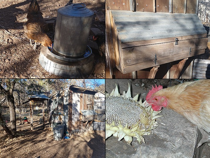 Backyard poultry can be integral to successful home food production. A secure, fenced chicken coop and yard are essential (lower left). Water must be available and kept from freezing (note the electric heater, upper left). Nest boxes can be designed for external egg collection (upper right). Garden produce and kitchen scraps diversify the flock’s diet (lower right). (Jeff Schalau, University of Arizona/Courtesy)