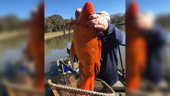 Greenville County park officials say they found a 9-pound goldfish in one of the lakes. (Greenville County Parks and Recreation)