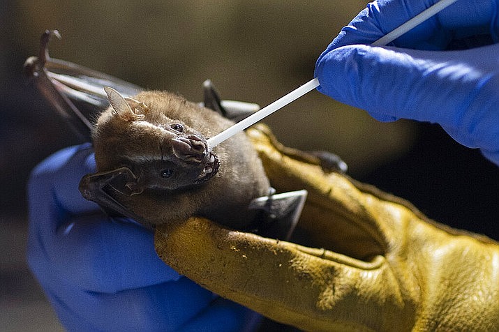A researcher for Brazil's state-run Fiocruz Institute takes an oral swab sample from a bat captured in the Atlantic Forest, at Pedra Branca state park, near Rio de Janeiro, Tuesday, Nov. 17, 2020. Teams of researchers around the globe are racing to study the places and species from which the next pandemic might emerge. (AP Photo/Silvia Izquierdo)