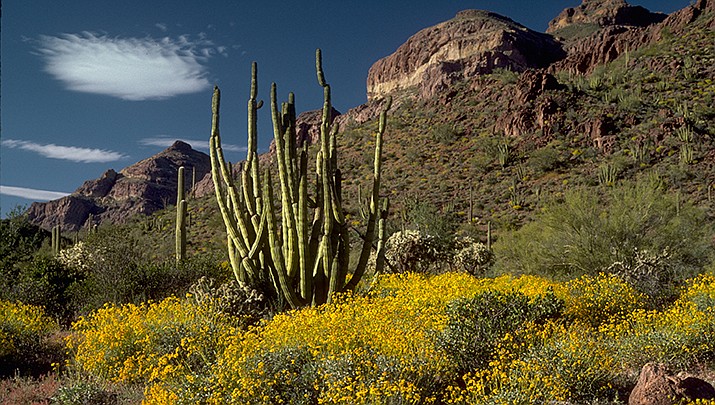 Border Wall Damage Blown Up Mountains Toppled Cacti Kingman Daily Miner Kingman Az