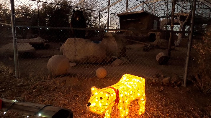 Live bears and lighted bears are part of the Wildlights and Animal Sights at Heritage Park Zoological Sanctuary in Prescott — open every Friday and Saturday evening through Jan. 2. (Jesse Bertel/Courier)