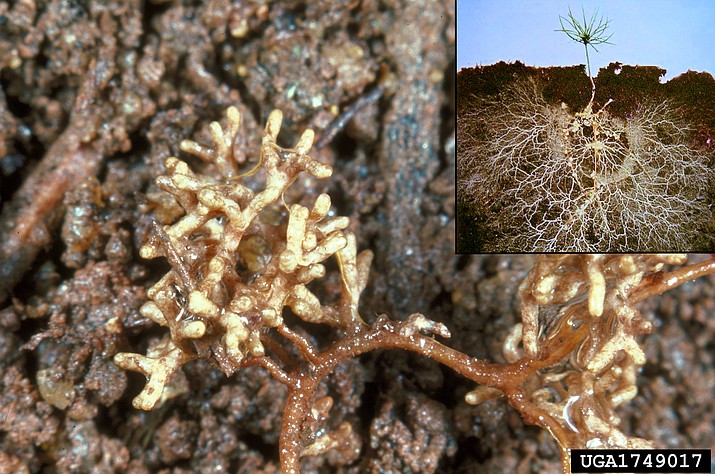 Mycorrhizal fungus growing on pine roots. The fungus interacts with plant roots in a beneficial relationship where the fungus “expands” the nutrient gathering ability of the plant and receives sugars in return. Extent of fungal mycelium is visible on pine seedling shown in the inset photo. (Robert L. Anderson, USDA Forest Service, Bugwood.org, and inset from California State University, Chico)