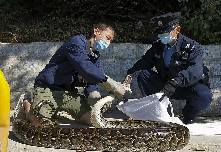 In this photo provided by Ken Lee, left,  Lee puts a three-meter long Burmese Python that he has just grabbed, into a cloth bag held by a policeman, at Tai Pak Tin village, in Hong Kong's rural New Territories district on Dec 1, 2020. Lee, a registered snake catcher, recently hit the headlines when he bagged the Burmese Python. (Courtesy of Ken Lee via AP)