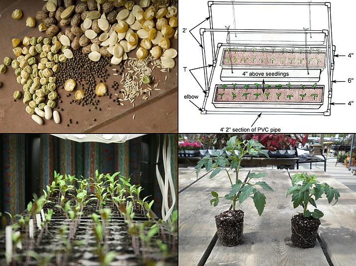Starting flowers or vegetables from seed allows you to select the varieties you prefer. Seeds come in many shapes and sizes (upper left). Lights are critical when growing transplants indoors (upper right). Two tomato transplants at the same age. However, the one on the right is stouter and more compact because it was grown closer to the light source (lower right). Lights must be 2-4 inches from the plant for optimum growth (lower left). (Oregon State University Extension, University of Maine Extension, University of Missouri Extension, and Mississippi State University Extension respectively/Courtesy)