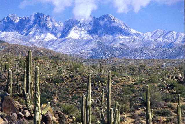 Tonto National Forest discourages Christmas Tree Burn | Williams-Grand ...