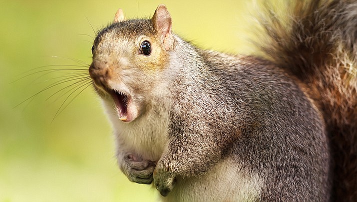 Denizens of the New York City borough’s Rego Park neighborhood say an aggressive squirrel has jumped on them and bitten them in the past several weeks. (Courier stock photo)