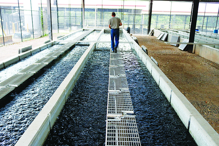 Fish Story: Page Springs Hatchery provides a cool treat