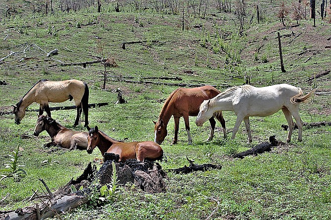 Four wild horses have been found dead on the Apache-Sitgreaves National Forests. (Photo/USFS, Apache-Sitgreaves National Forests)