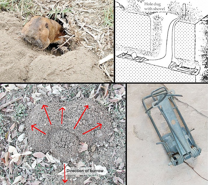 Backyard Gardener Managing pocket gophers for your garden The Daily