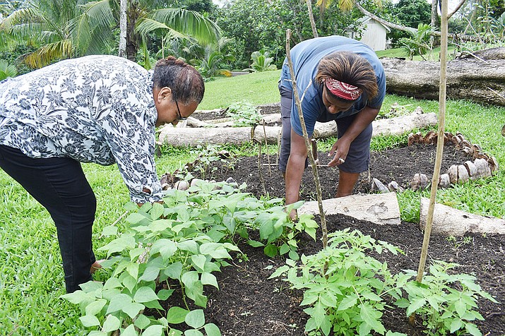 This July 2020 photo provided by Fiji’s Ministry of Agriculture shows staff members of the Suva Christian School, Louisa John, left, and her colleague working in their garden in Suva, Fiji. (Fiji Ministry of Agriculture via AP)