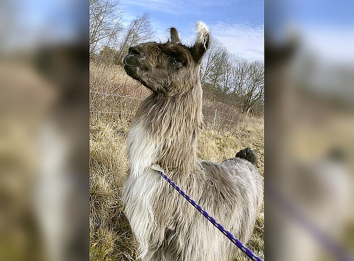 This Monday, Jan. 4, 2021, photo released by Newburyport/West Newbury Animal Control shows a male llama that was found Monday alone in a field near Interstate 95 in Newburyport, Mass. The llama was temporarily kept at a local farm until its owner could be located. (Kayla Provencher/Newburyport/West Newbury Animal Control via AP)
