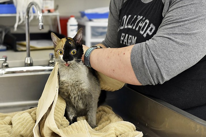 This photo, provided by Lollypop Farm shelter, shows one of the 97 cats rescued from a house fire in Perinton, NY, outside Rochester, NY, Thursday, Jan. 14, 2021. Many of the cats suffered smoke inhalation, the Humane Society of Greater Rochester said, and it wasn't clear whether all of them would survive. (Paige Engard/Courtesy Lollypop Farm via AP)