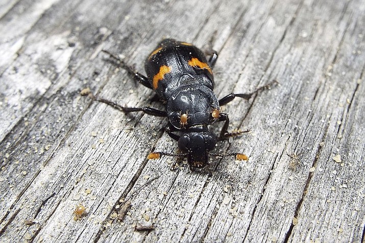 This November 2020 photo provided by Dr. Vanessa R. Lane shows a Nicrophorus orbicollis beetle in Georgia. Burying beetles scout for a dead mouse or bird, dig a hole and bury it, pluck its fur or feathers, roll its flesh into a ball and cover it in goop _ all to feed their future offspring. Now scientists think that goo might do more than just slow down decay. It also appears to hide the scent of the decomposing bounty and boosts another odor that repels competitors. (Vanessa R. Lane via AP)