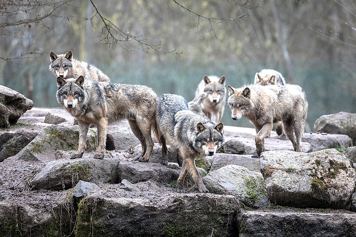 Gray wolves were delisted from Endangered Species protection in October 2020. Environmental groups have sued to restore their status. (Photo Adobe, ABPhotography)