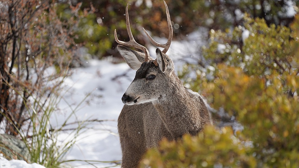 A buck in the snow at our Forest View back yard. Photo by Amos Clifford.