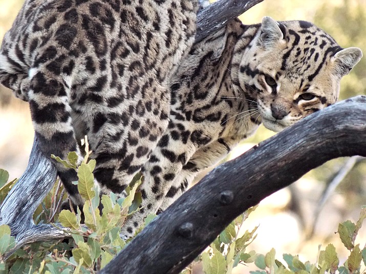 Endangered jaguar and ocelot photographed in southern Arizona | Navajo-Hopi  Observer | Navajo & Hopi Nations, AZ
