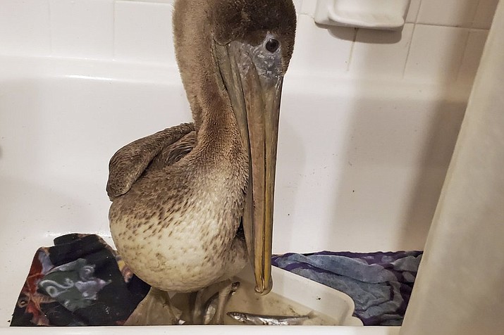 In this Feb. 4, 2021, photo provided by the Busch Wildlife Sanctuary, Arvy, a brown pelican rescued from the icy Connecticut River on Jan. 27, sits in a bathtub at the home of Busch Wildlife Sanctuary hospital director Stephanie Franczak in Florida after the bird was flown to the Jupiter, Fla., wildlife sanctuary. Apparently blown far off course, Arvy is recovering from pneumonia and frostbite at the wildlife center. He will be released when he is strong enough to survive in the wild. Brown pelicans are not normally found in the Northeast. (Stephanie Franczak/Busch Wildlife Sanctuary via AP)