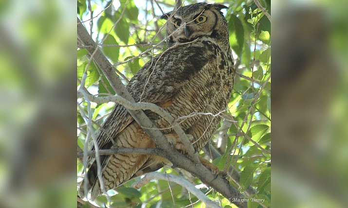 Great horned owls are creating pair bonds and will soon start nesting. (Jay’s Bird Barn/Courtesy)