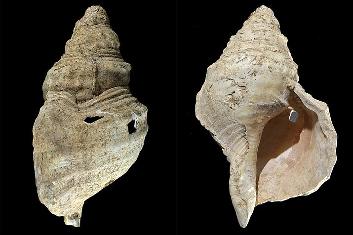 This combination of photos provided by researcher Carole Fritz in February 2021 shows two sides of a 12-inch (31 cm) conch shell discovered in a French cave with prehistoric wall paintings in 1931. Using modern microscopy techniques to examine how the shell was modified and hiring a French horn player to test it out, they found the shell could produce C, C sharp and D notes. By carbon dating other related artifacts in the cave, researchers estimate the age to be around 18,000 years, making it the world's oldest seashell instrument known. (Carole Fritz via AP)