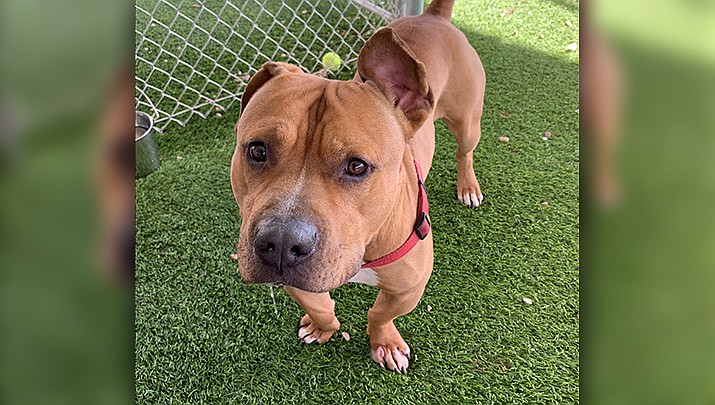 If you would like to meet Kato, please call the Chino Valley Animal Shelter to set up an appointment at 928-636-4223, ext. 7. (Chino Valley Animal Shelter)