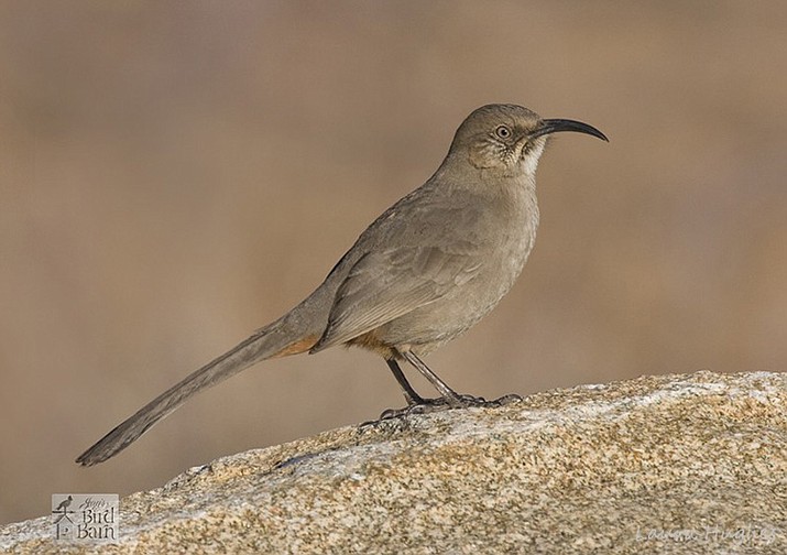 Crissal Thrashers are a common resident in the Arizona Central Highlands region. (Eric’s Bird Barn/Courtesy)