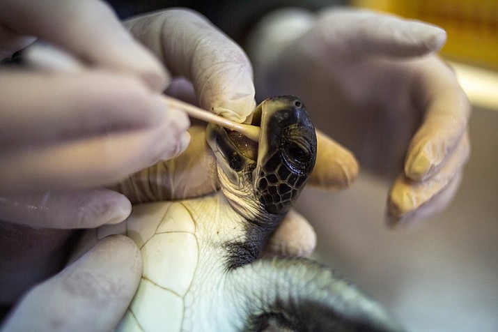 A 6-month-old green sea turtle is cleaned from tar after an oil spill in the Mediterranean Sea at Israel's Sea Turtle Rescue Center, in Michmoret, Israel, Tuesday, Feb. 23, 2021. Only six sea turtles were rescued and survived after a disastrous oil spill that has blackened most of the country's shoreline and reached beaches of neighboring Lebanon. (AP Photo/Ariel Schalit)
