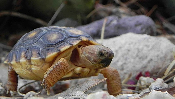 Briefs |100-plus Sonoran desert tortoises are up for adoption in ...