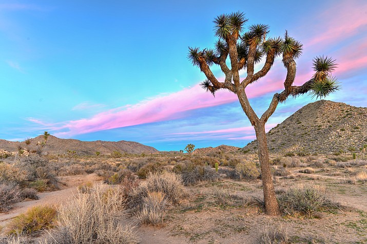 Joshua Tree National Park attracts visitors from around the globe. (Photo/Adobe Stock)