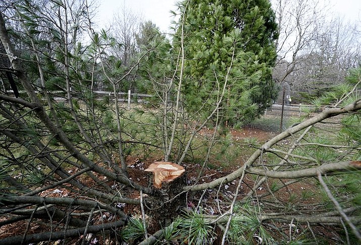 This Nov. 12, 2020 photo shows the stump of rare, 25-foot tall Algonquin Pillar Swiss Mountain pine tree which was cut down and stolen from the UW Arboretum in Madison, Wis. UW-Madison police said Friday, March 26, 2021, that three 19-year-old university students stole the tree as a “pledge” activity for the Chi Phi fraternity, which hasn't been recognized as an official student organization since 2015. The three admitted to purchasing a chainsaw, renting a U-Haul and stealing the 25-foot Algonquin Pillar Swiss Mountain pine. ( Steve Apps/Wisconsin State Journal via AP)