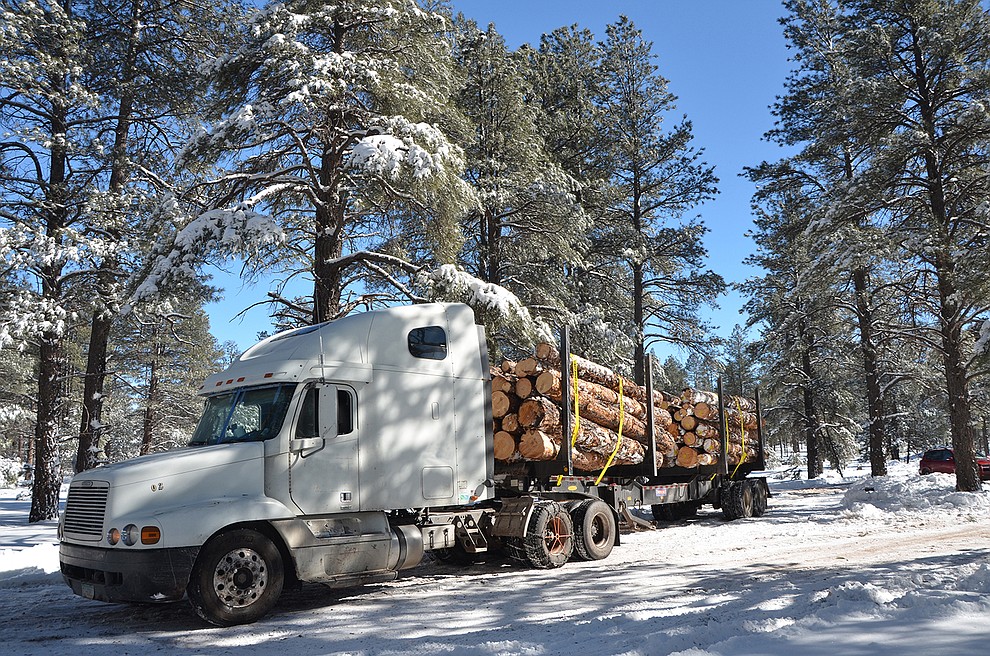 A logger removes trees on a thinning operation on Kaibab National Forest.