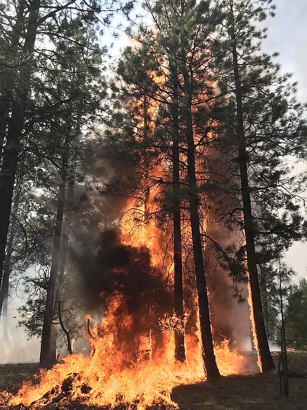 High severity fire was observed on approximately 10 percent of the Mangum Fire footprint. Fire managers use prescribed burns and thinning to prevent this type of extreme fire behavior.