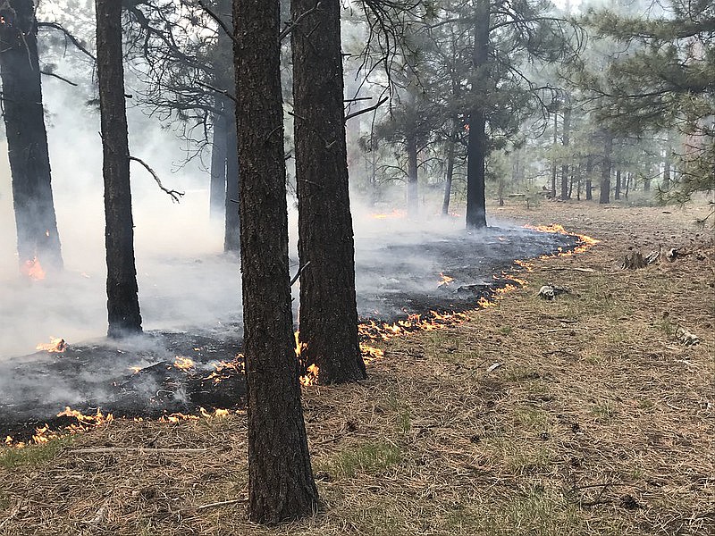 Fire managers say low intensity fire is good for healthy forests. About 50 percent of the fire behavior on the Mangum Fire was low intensity.