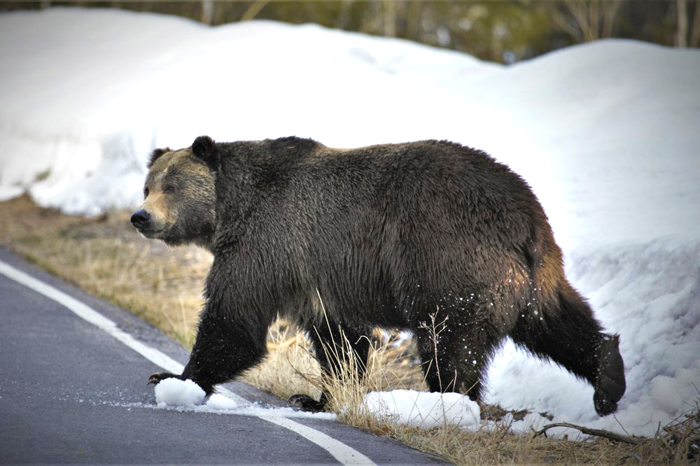 Scientists: Grizzlies expand turf but still need protection | Williams ...