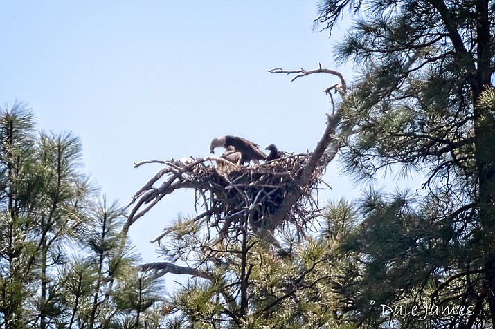 Prescott National Forest officials announced April 9, 2021, that two bald eagle babies, or “eaglets,” were seen nesting and receiving food from an adult bald eagle recently at Lynx Lake in Prescott. (Dale James/Courtesy)