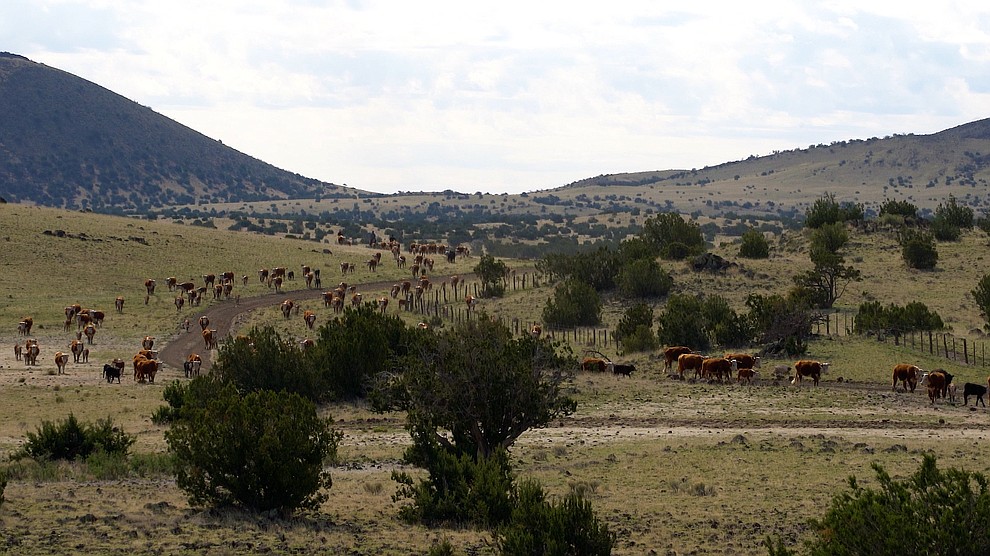 Honoring the past, participating in the future Babbitt Ranches