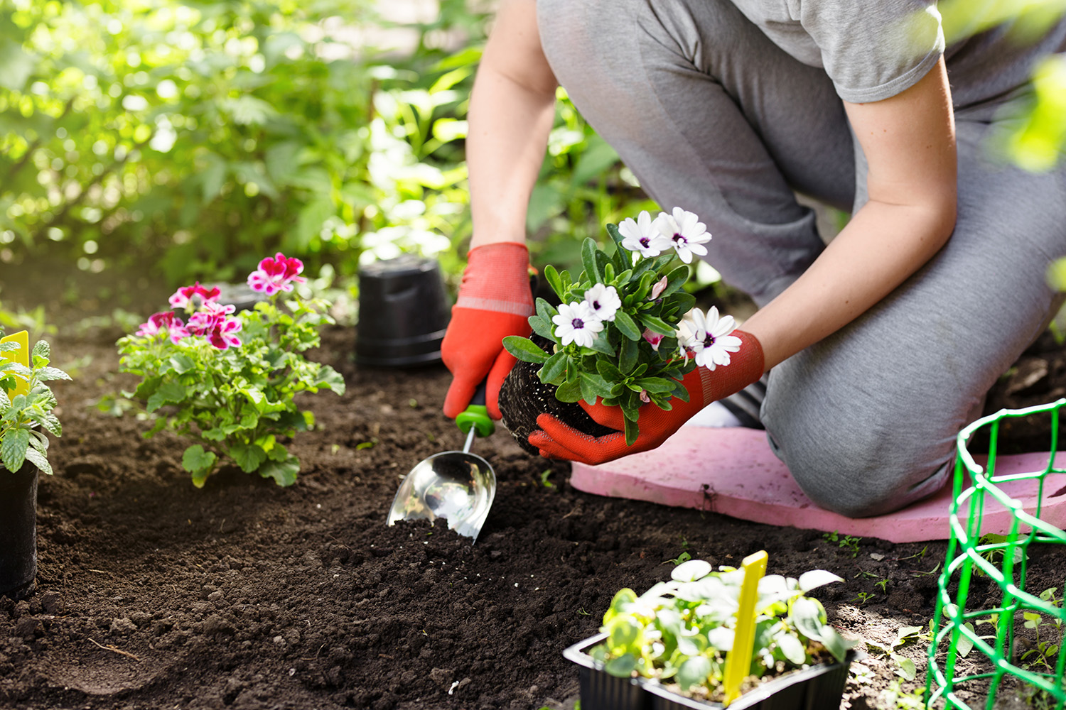 Turning point When is it safe to plant your garden? The Daily
