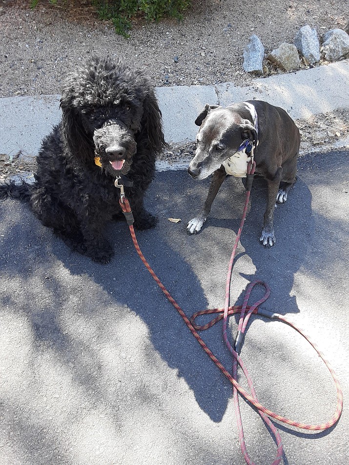 BoJay and Lacy respond to the sit and stay commands, which frequently comes in handy. (Christy Powers/Courtesy)