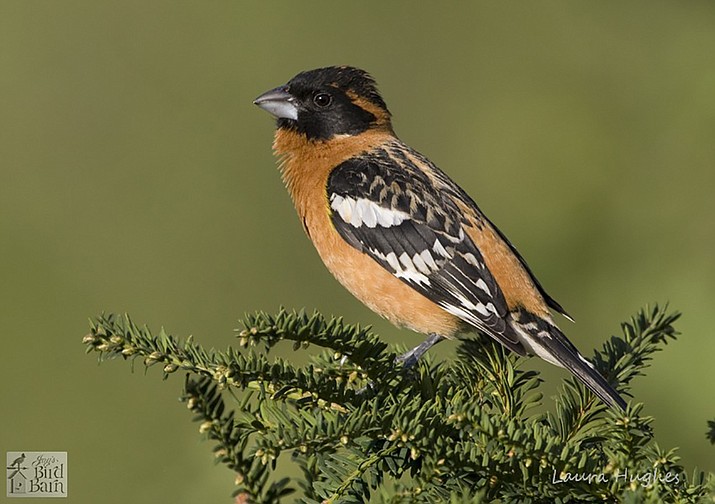 Be on the lookout for black-headed grosbeaks, a frequent spring visitor at seed feeders. (Jay’s Bird Barn/Courtesy)