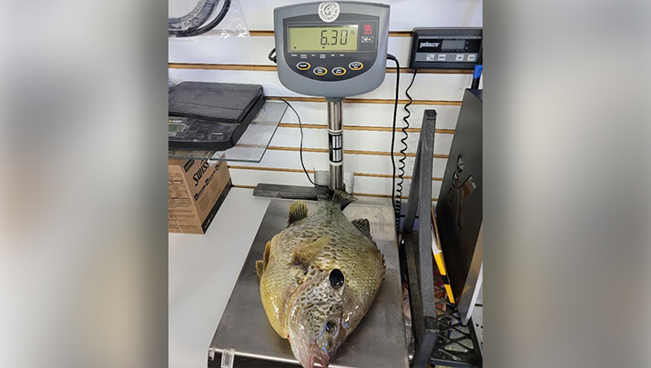 World-record redear sunfish caught in Lake Havasu | The Kingman Miner ...