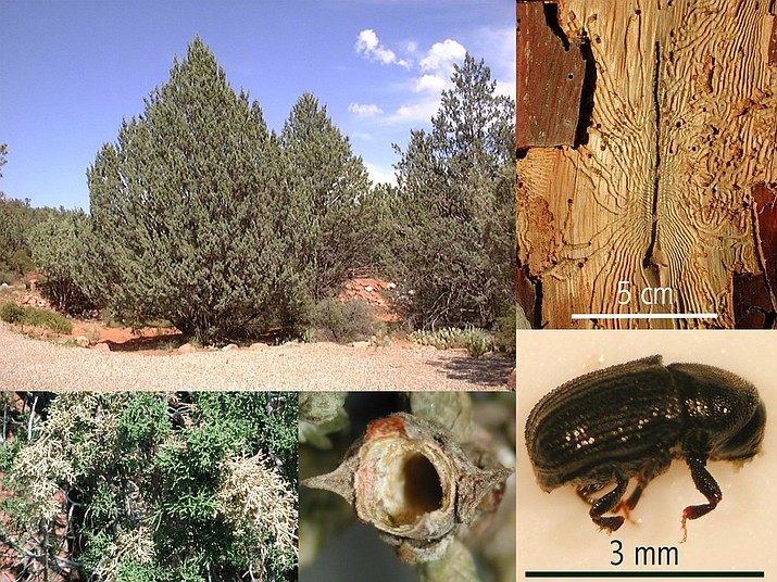 how to get rid of crusader bugs on arizona cypress tree