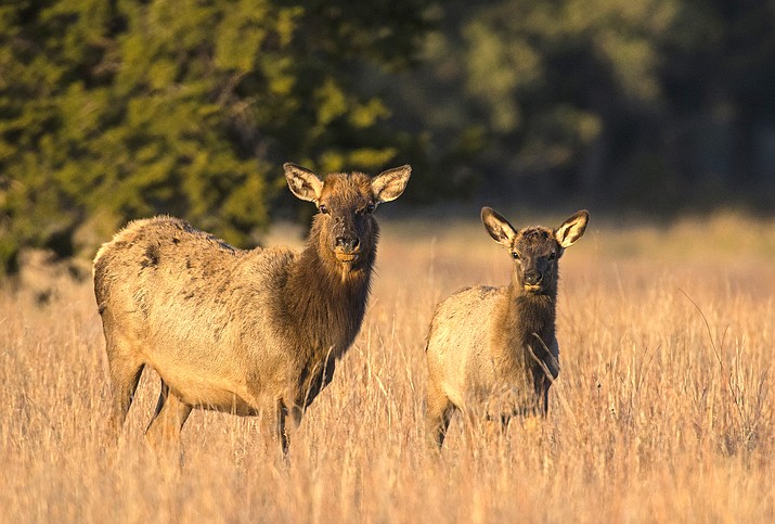 Grand Canyon National Park is reminding the public that elk and their young should be left alone. Elk can become aggressive, especially when there is a perceived threat to their young. (Photo/Stock)
