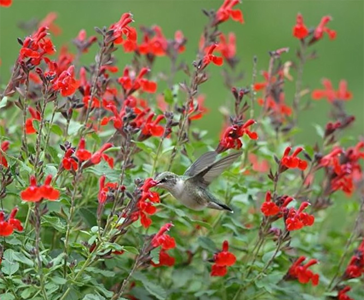Mountain Gardener 10 flowers hummingbirds can’t resist The Daily Courier Prescott, AZ