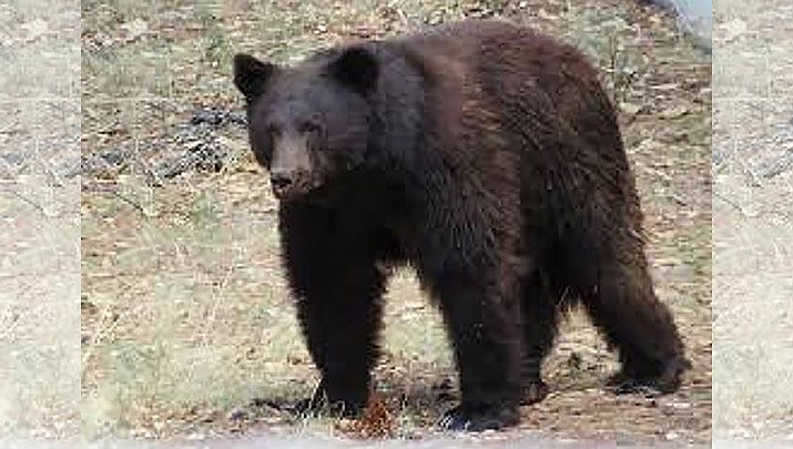 Black bear sighted in Prescott Valley; do not approach or feed it | The