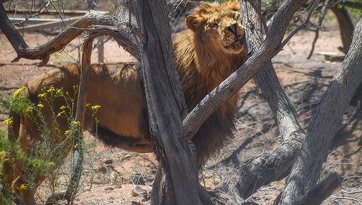 Keepers of the Wild in Valentine rescues 7 'Tiger King ...